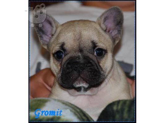 PoulaTo: Αρχική εκπαιδευμένο σκυλάκι ΓΑΛΛΙΚΗΣ BUL (Gromit) για υιοθεσία